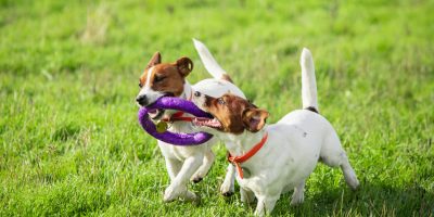 brincadeira cães