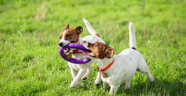 brincadeira cães