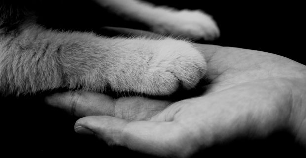 Cinzas de pets poderão ser sepultadas com seus tutores em Milão
