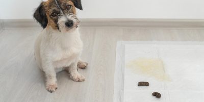 É possível ensinar o cão a urinar no lugar correto em qualquer idade