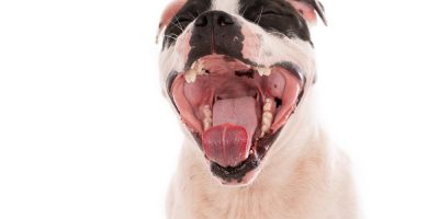 cachorro boca