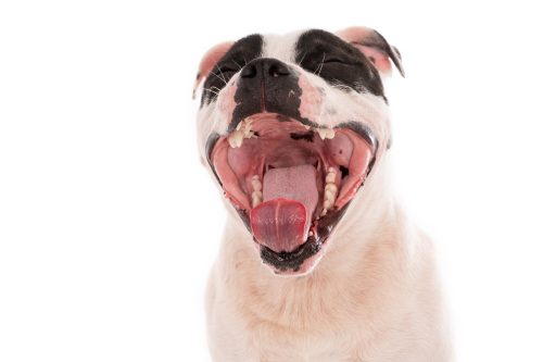 cachorro boca