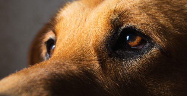 glaucoma em cães