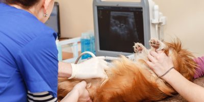 Cresce o uso da imagiologia na clínica veterinária