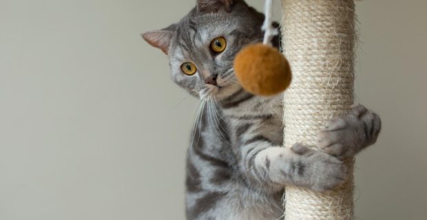 Doença da arranhadura do gato é subestimada e precisa de atenção