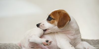 cachorro se coçando