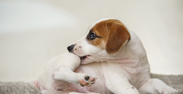 cachorro se coçando