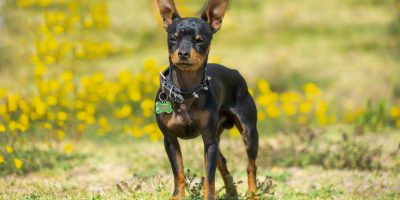 Cães pequenos se destacam pela enorme inteligência