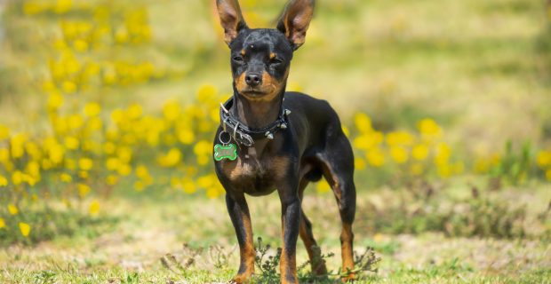 Cães pequenos se destacam pela enorme inteligência