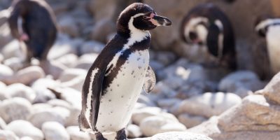 Pinguin é flagrado nadando na Praia do Arpoador, no RJ'