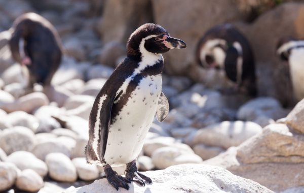 Pinguin é flagrado nadando na Praia do Arpoador, no RJ'