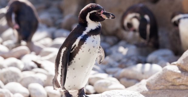 Pinguin é flagrado nadando na Praia do Arpoador, no RJ'