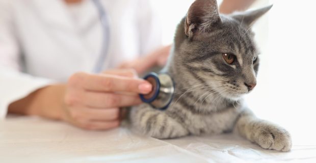gato consulta