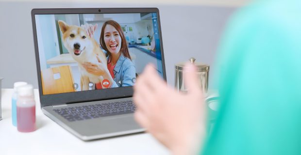 CFMV promove I Webinário em celebração ao Dia Mundial da Saúde Única