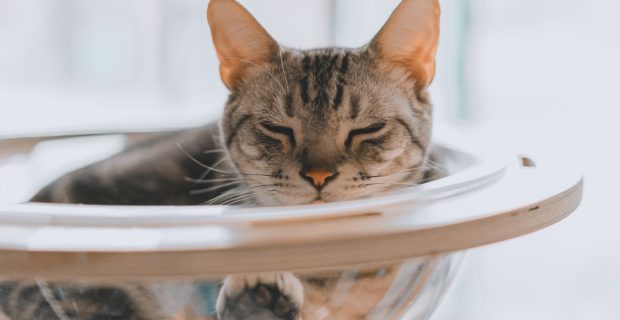 gato fluido