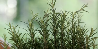 Plantas caseiras ajudam a manter pulgas e carrapatos longe dos pets