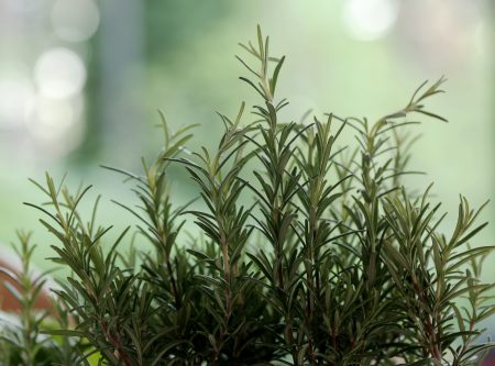 Plantas caseiras ajudam a manter pulgas e carrapatos longe dos pets