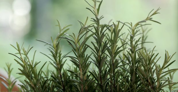 Plantas caseiras ajudam a manter pulgas e carrapatos longe dos pets