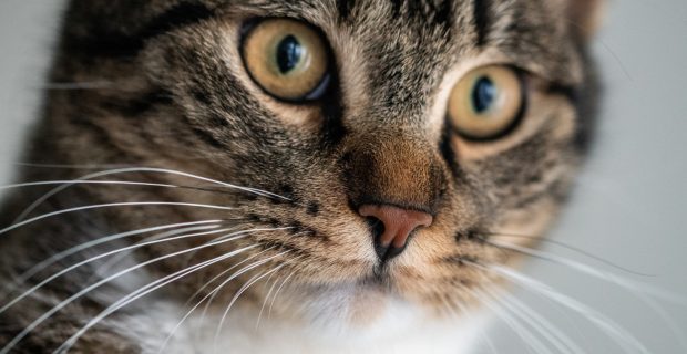 close de gato