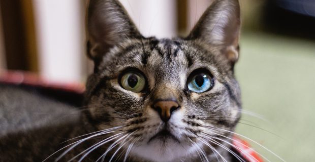 Mistérios sobre gatos são desvendados