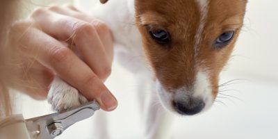 Corte das unhas dos pets necessita de atenção dos tutores