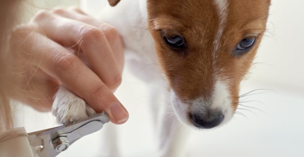 Corte das unhas dos pets necessita de atenção dos tutores