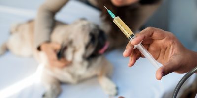 Quais são as 3 primeiras vacinas para cães?