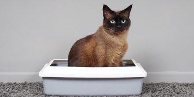 PremieRpet participa do Cat Congress com palestra sobre obstrução uretral em felinos