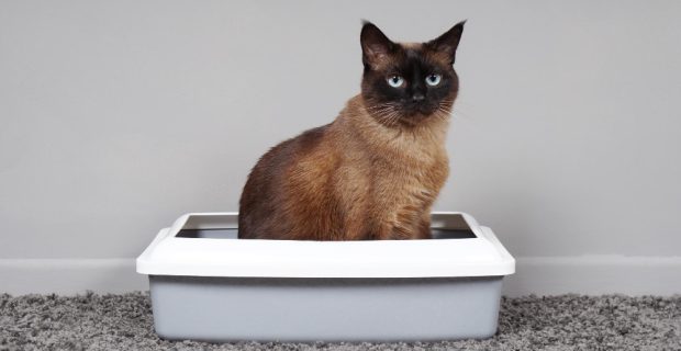 PremieRpet participa do Cat Congress com palestra sobre obstrução uretral em felinos