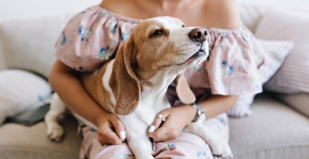 cancer cão
