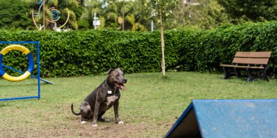 Elanco orienta sobre escolha de hotelzinho para o seu pet  