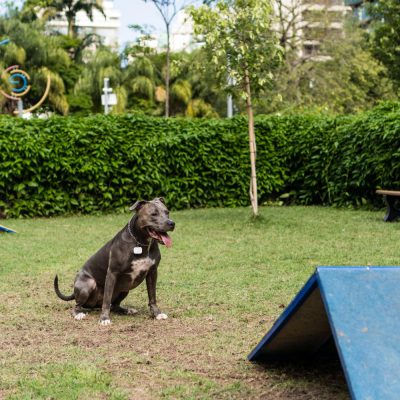 Elanco orienta sobre escolha de hotelzinho para o seu pet  