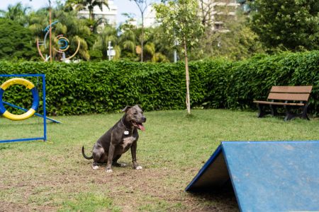 Elanco orienta sobre escolha de hotelzinho para o seu pet  