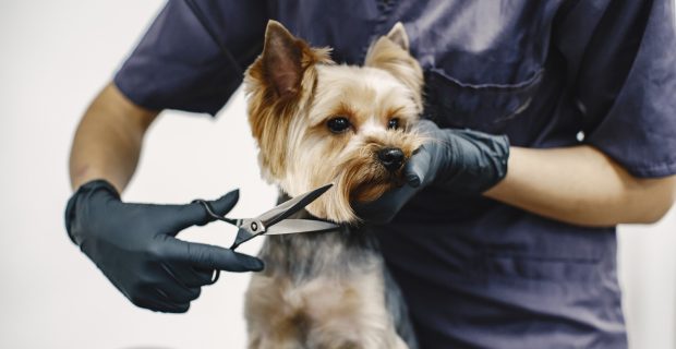 estética pet