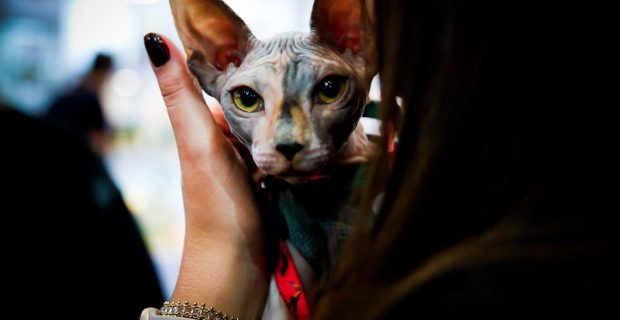 Pet South America 2021