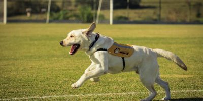 cachorro correndo