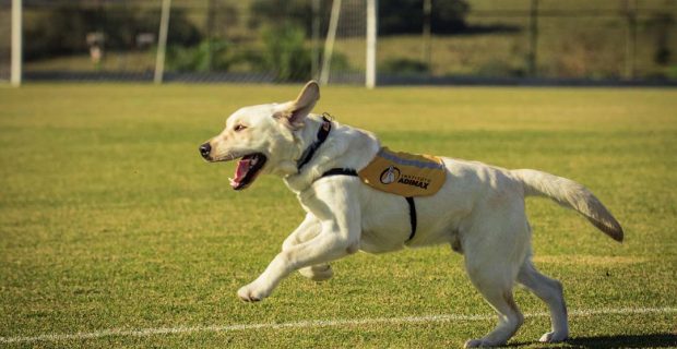 cachorro correndo