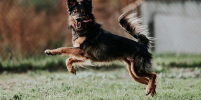 cachorro pulando