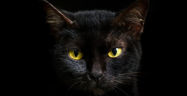 Felinos se tornam alvo na sexta-feira 13 devido mitos e superstições