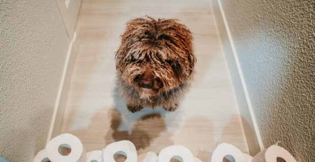 cachorro e banheiro no lugar correto