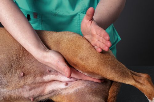 Médica-veterinária combina medicina tracional e medicina integrativa no tratamento de cães com displasia coxofemoral