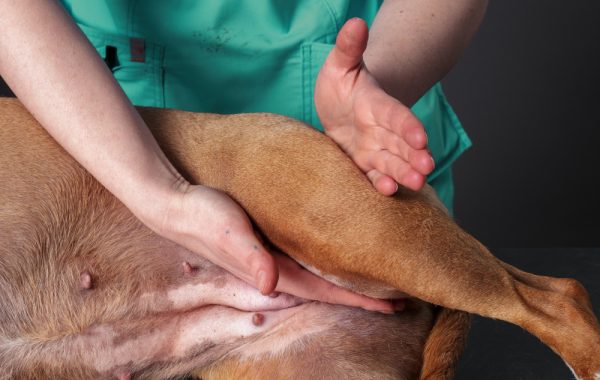 Médica-veterinária combina medicina tracional e medicina integrativa no tratamento de cães com displasia coxofemoral Médica-veterinária combina medicina tracional e medicina integrativa no tratamento de cães com displasia coxofemoral