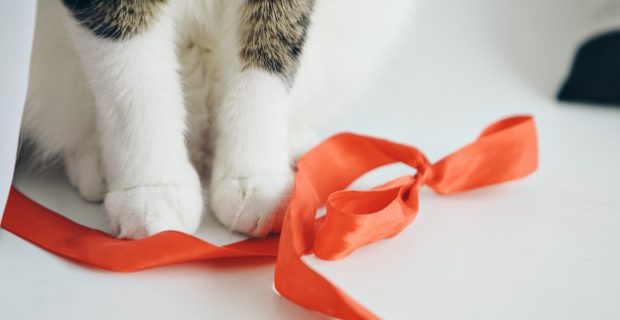 diferentes tipos de sangue dos animais