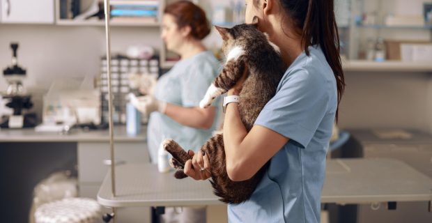 CCJ aprova redução de impostos sobre serviços veterinários