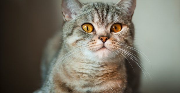 gato falando