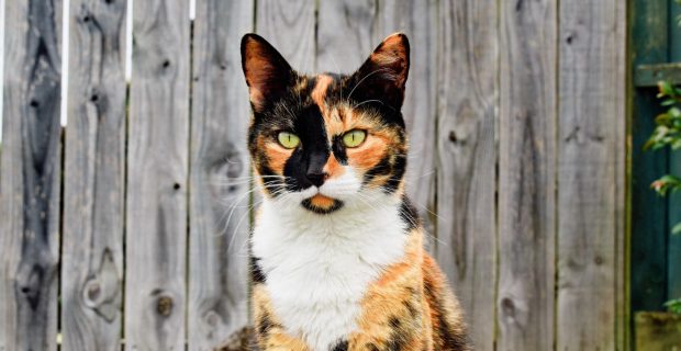 gato tricolor