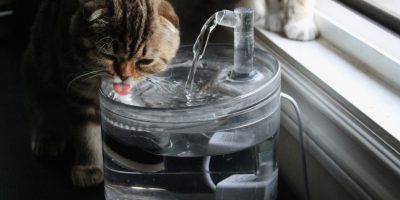 Água contaminada pode oferecer risco para a saúde do seu pet 