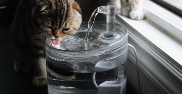 Água contaminada pode oferecer risco para a saúde do seu pet 