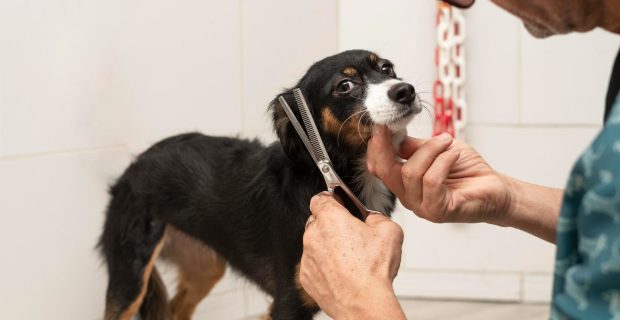 cachorro tosa