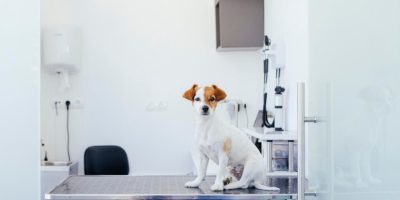 cão.jpg